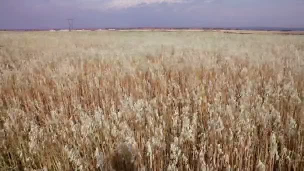 Autumn field corn — Stock Video