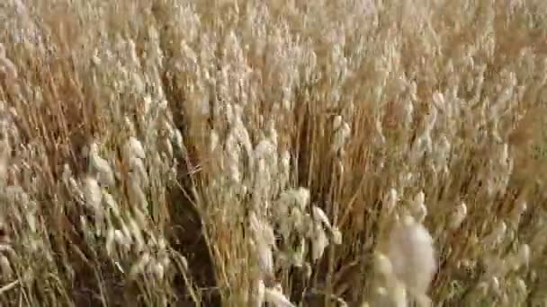 Podzimní pole kukuřice — Stock video
