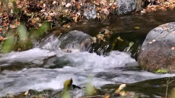 Creek na floresta no outono — Vídeo de Stock