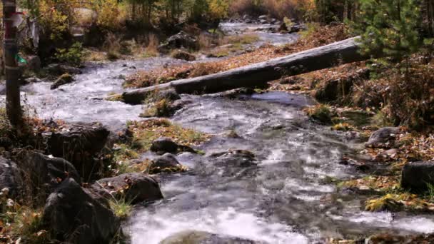 Potok v lese na podzim — Stock video