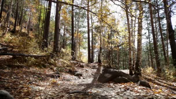 forêt d'automne