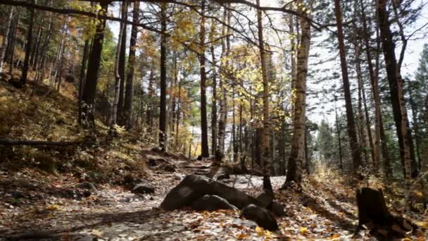 Floresta de outono — Vídeo de Stock