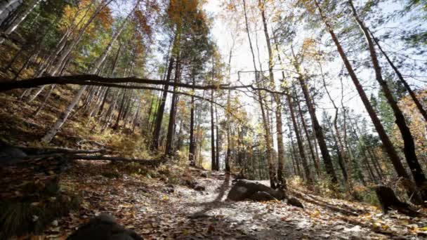 forêt d'automne