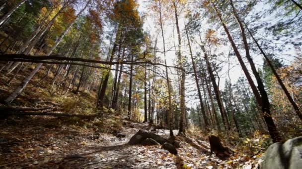 forêt d'automne