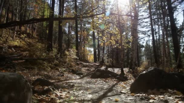 forêt d'automne