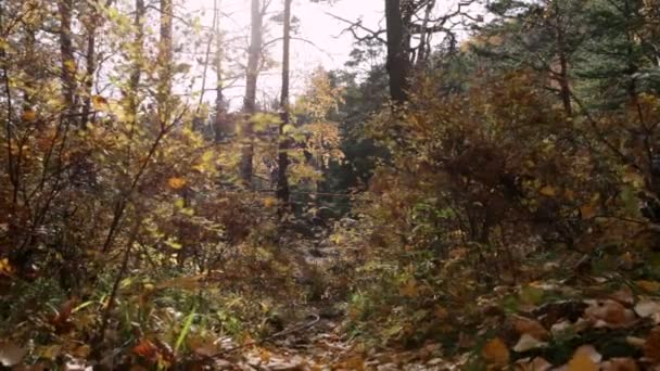 Bosque de otoño — Vídeo de stock