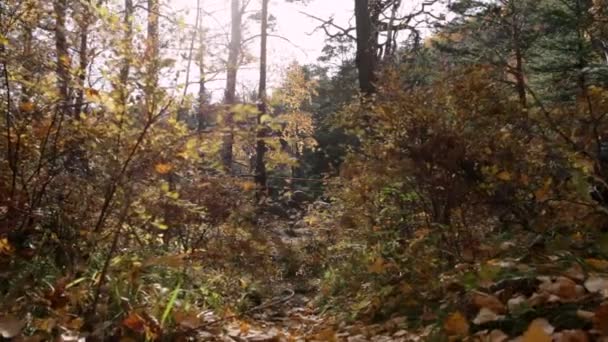 Bosque de otoño — Vídeo de stock