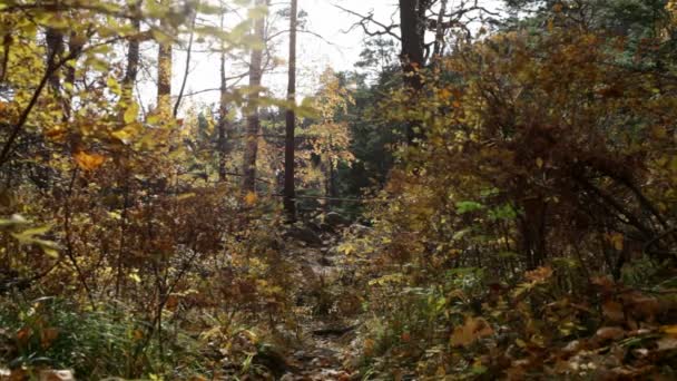 forêt d'automne