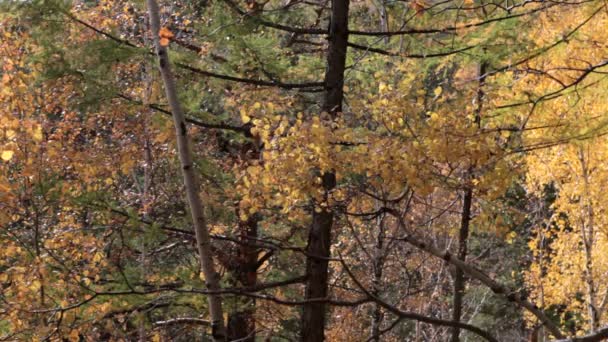 Foresta autunnale — Video Stock