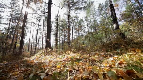 Höst skog — Stockvideo