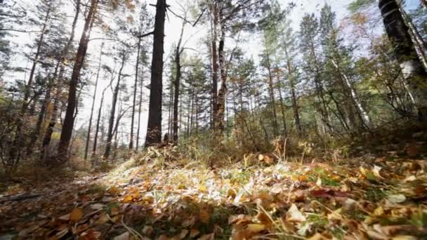 forêt d'automne