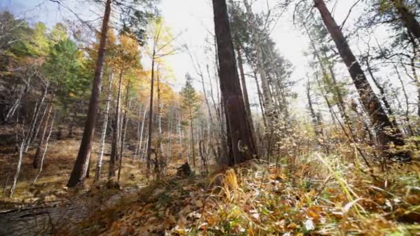 Bosque de otoño — Vídeos de Stock