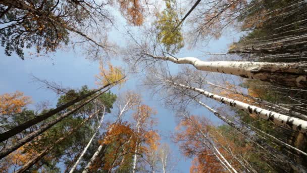 Podzimní les — Stock video