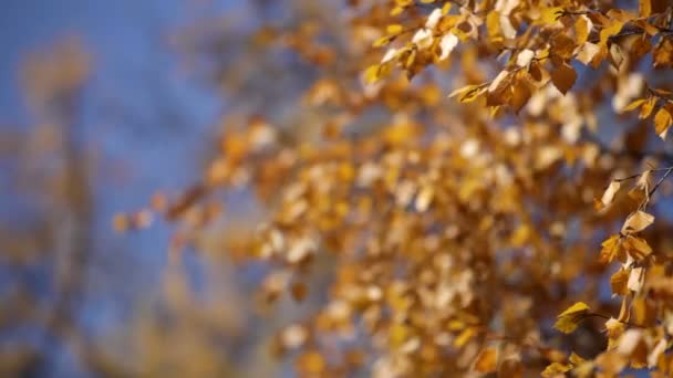 forêt d'automne