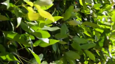 tropikal yeşil çalı