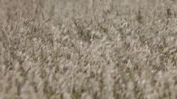 Осіннє поле кукурудзи — стокове відео