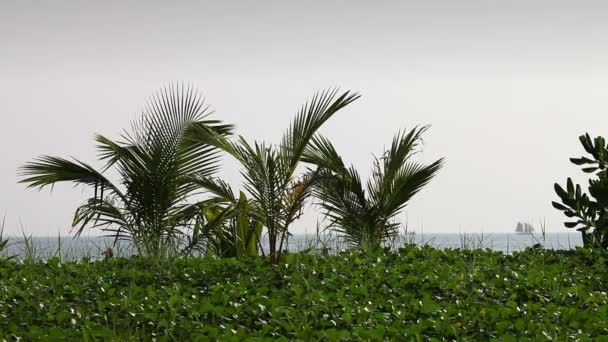Tayland. Kumsaldaki palmiye ağaçları — Stok video