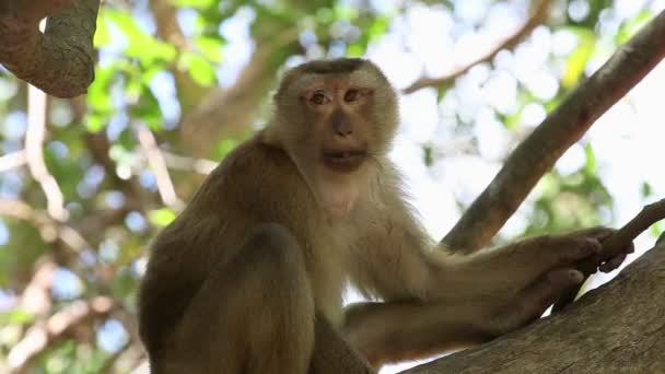 Tailandia. Mono se sienta en un árbol — Vídeo de stock