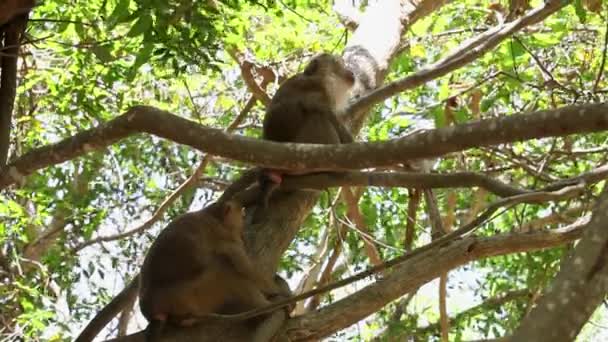 Tailandia. Mono se sienta en un árbol — Vídeo de stock