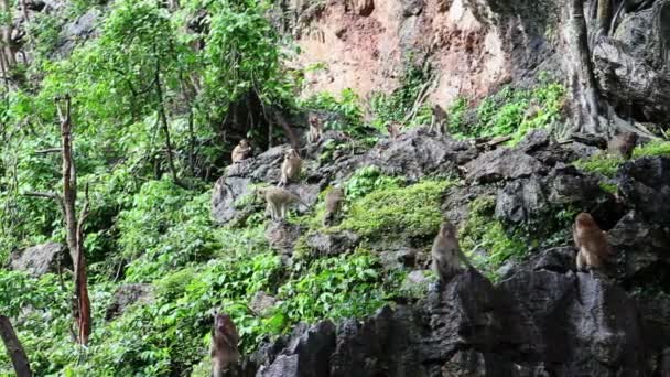 Thailand. monkeys — Stock Video