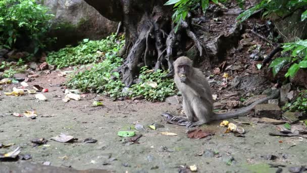 Tailandia. monos. — Vídeo de stock