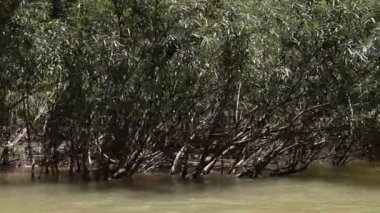 Tayland. Nehri rafting