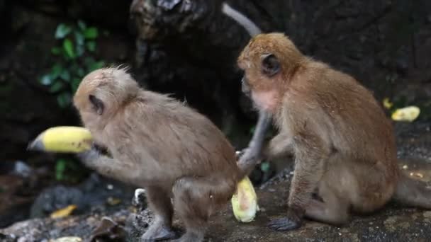 Thaiföld. majmok태국. 원숭이 — 비디오