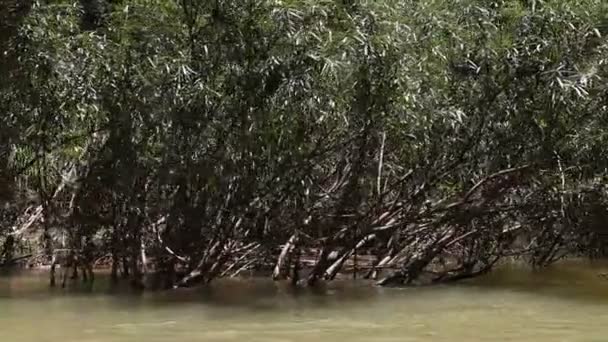 Tailândia. rafting fluvial — Vídeo de Stock