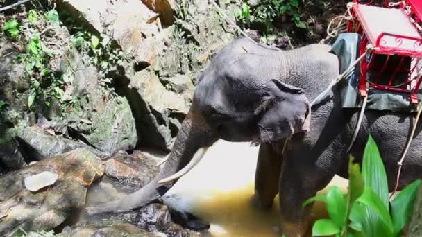 Tailandia. elefante — Vídeo de stock