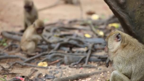 Thaïlande. singes 