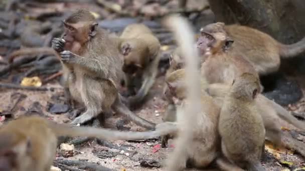 Tailandia. monos. — Vídeos de Stock