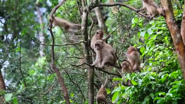 Tailandia. monos. — Vídeo de stock