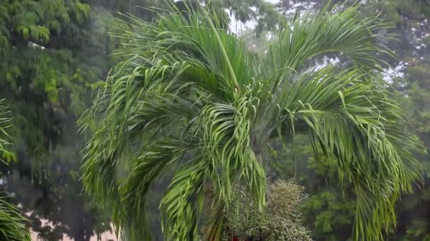 Thajsko. tropický déšť — Stock video
