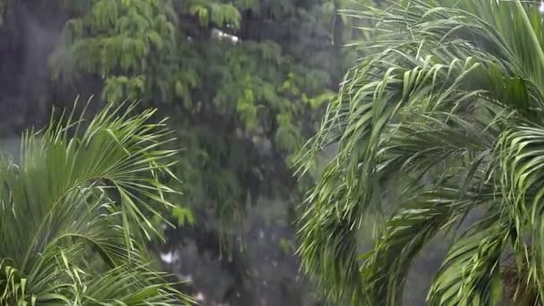 Tailandia. lluvia tropical — Vídeo de stock