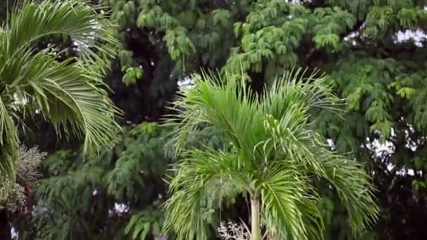 Tailandia. lluvia tropical — Vídeos de Stock