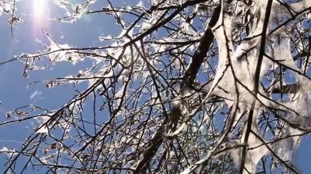 Ağaçlar larvaları ile malinellus dolu. — Stok video