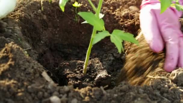 Planting tomato — Stock Video