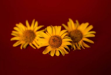 three yellow flowers on a red background close photo