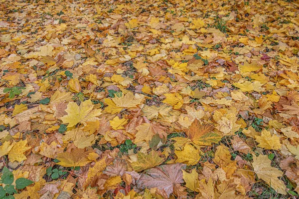 Abstraktní Pozadí Suchého Podzimního Listí Zemi — Stock fotografie