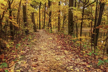 Bir orman parkı gölünde altın sonbahar manzarası