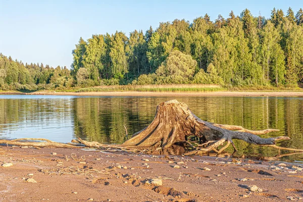 Zgniły Pień Martwego Drzewa Brzegu Jeziora Leśnego — Zdjęcie stockowe