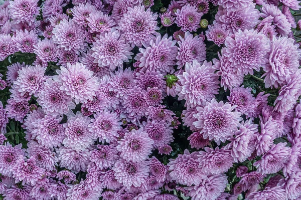 庭の薄紫色の菊の花の背景を閉じる ロイヤリティフリーのストック写真