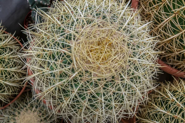 Fondo Abstracto Los Cactus Macetas Floristería Cerca —  Fotos de Stock