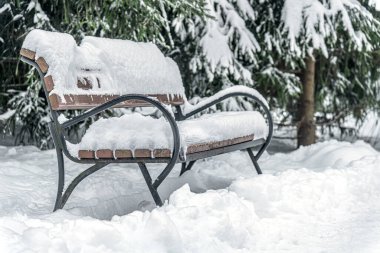 Parktaki köknar ağaçları arasında karla kaplı ahşap bankın kış arkaplanı.