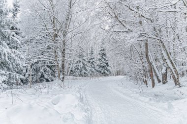 Karlı bir ormandaki bir yolun kış manzarası