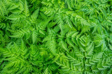 Bahçedeki snyt otunun (aegodium podagraria) soyut çiçek arkaplanı (aegopodyum podagraria)