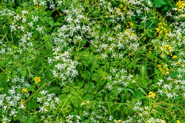 Çimenlerin çiçekli arka planı ve çayırdaki yabani bahar çiçekleri.