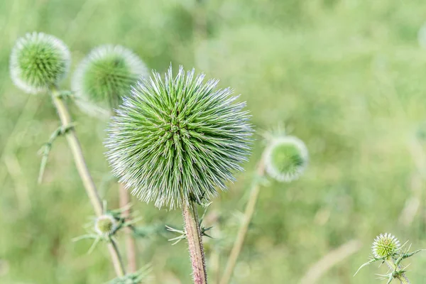 Ekinopu adenocaulos 'un soyut çiçek arkaplanı çayıra yakın.