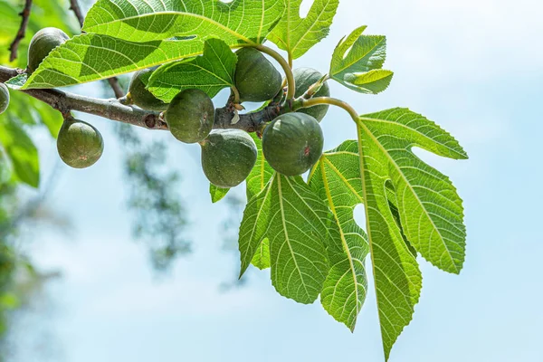bahar arkaplanı genç incir meyveleri parlak mavi gökyüzüne karşı bir dalda