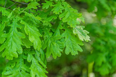 Su damlalarında genç yapraklar olan meşe dalının bahar ve yaz arkaplanı